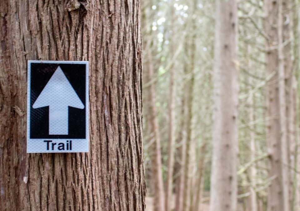 Forest Hike & Grounding Meditation