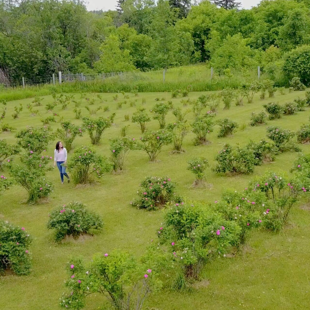 Rose Garden