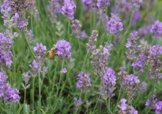 The Healing Power Of Aromatherapy