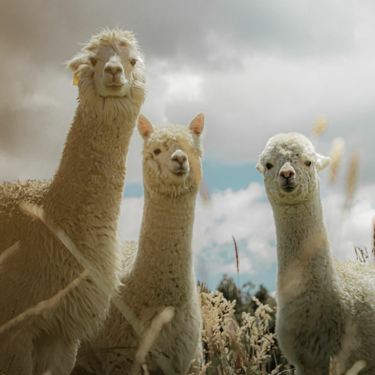 Unique Local Adventures