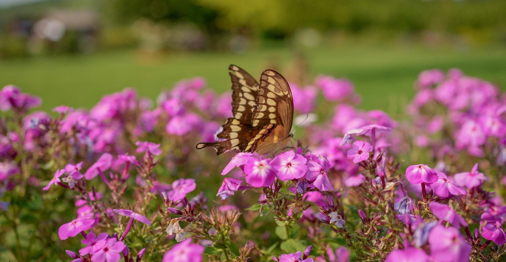 NEW-BlogImage_TheHealingPowerOfBotanicals