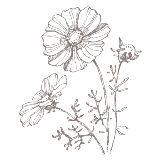 cosmos_icon2