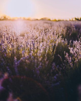 Lavender Nights at Grafton Village Inn