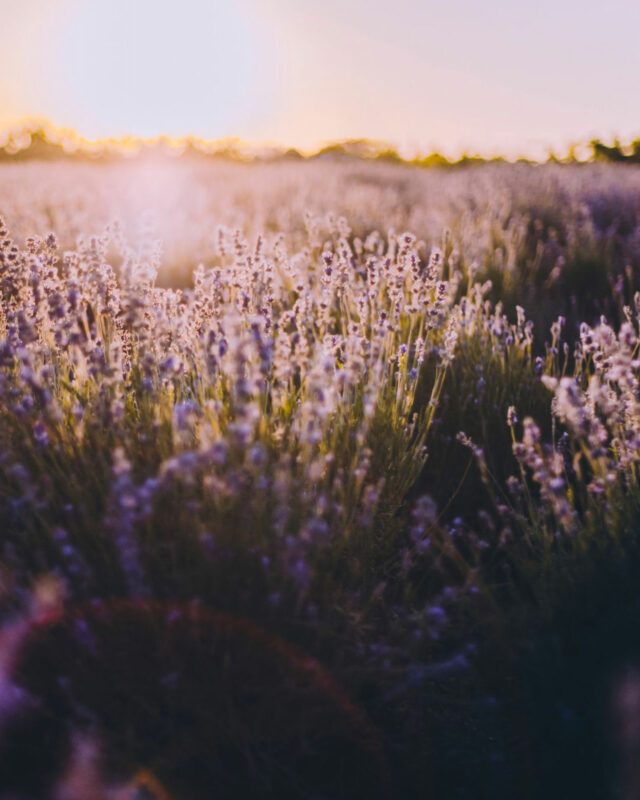 Protected: Lavender Nights at Grafton Village Inn