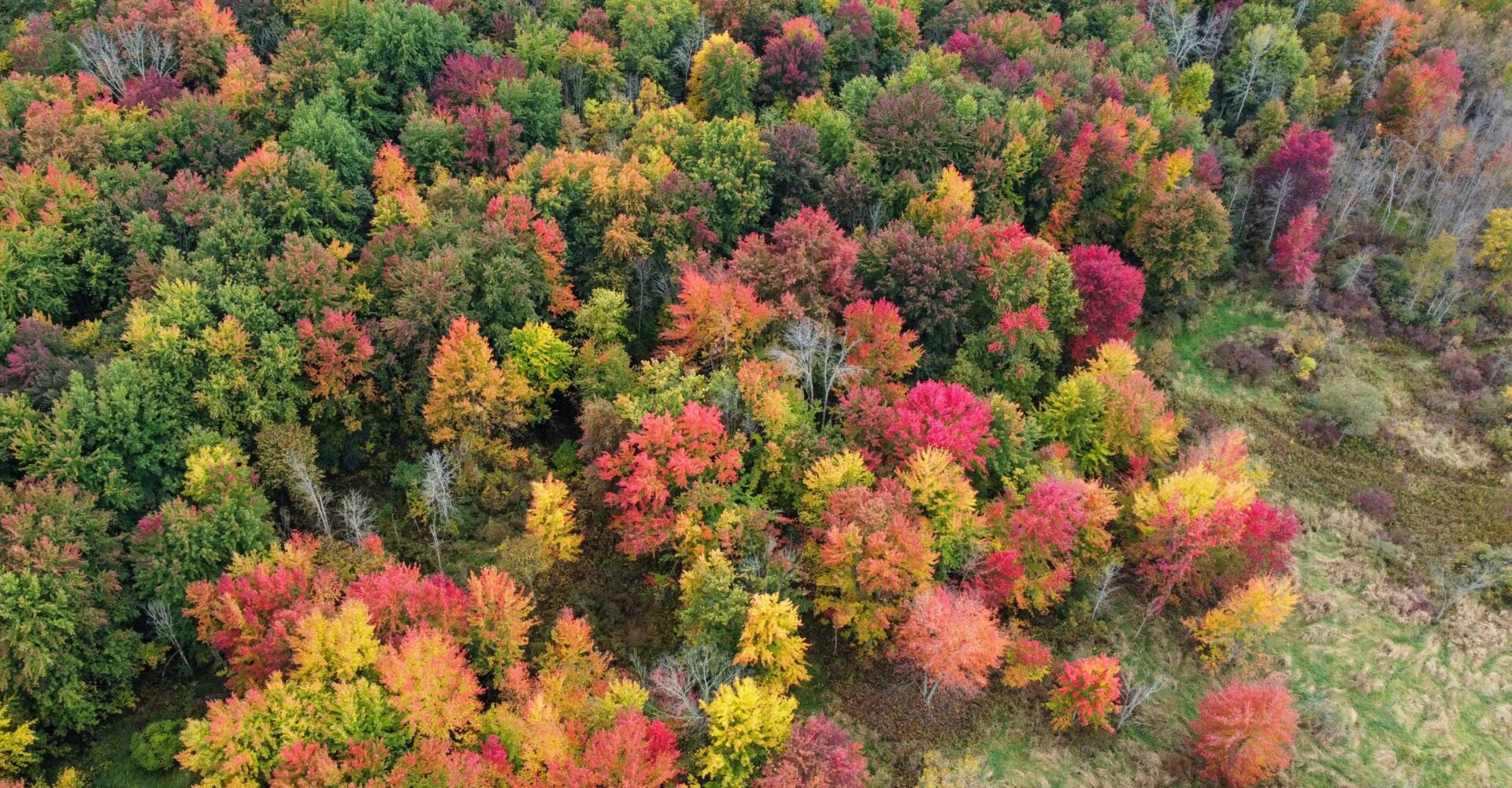 horizontal_autumn