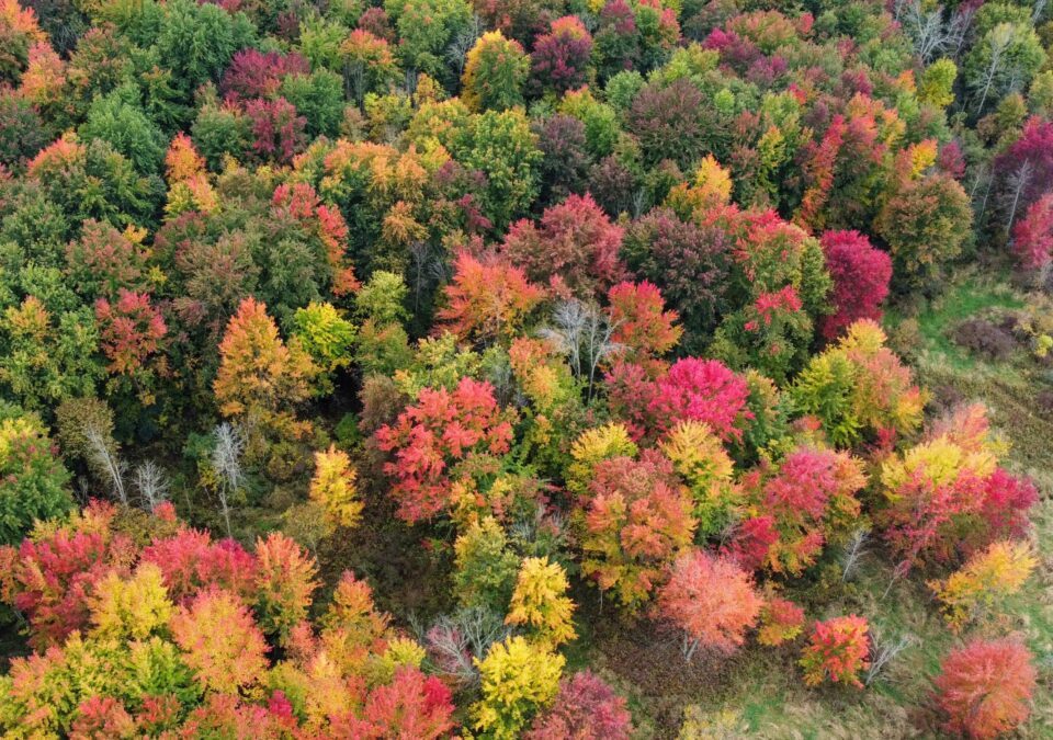 Let the Forest Heal You