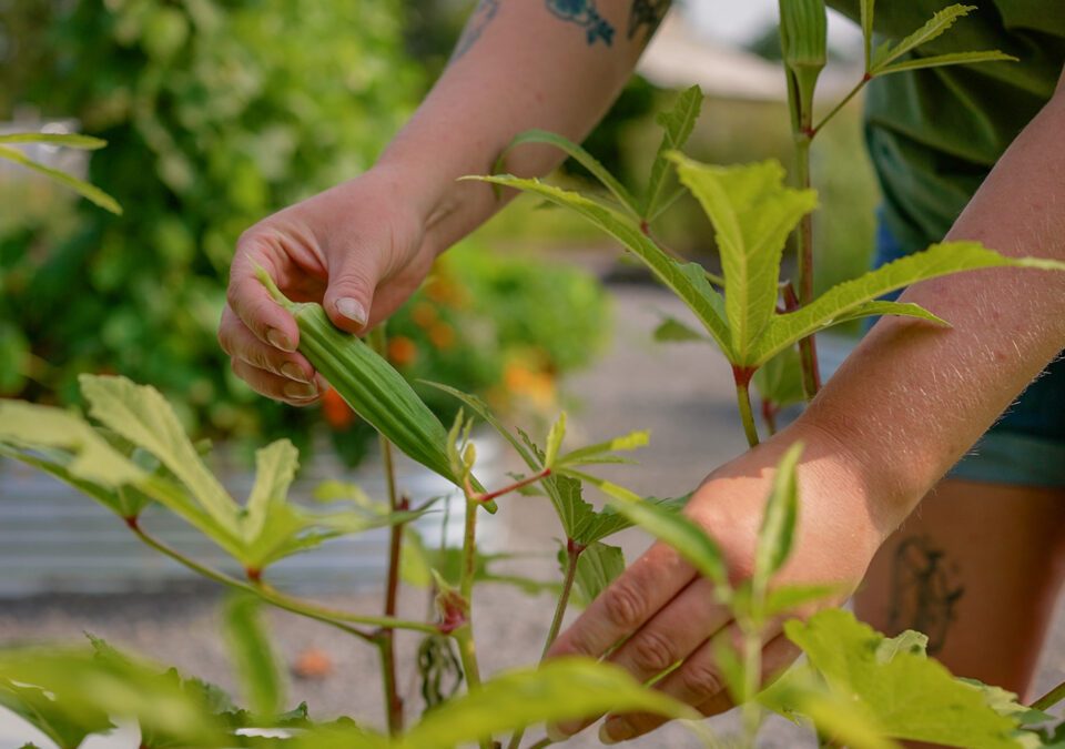 Spring Gardening Guide: How to Prep Your Garden After the Snow Melts