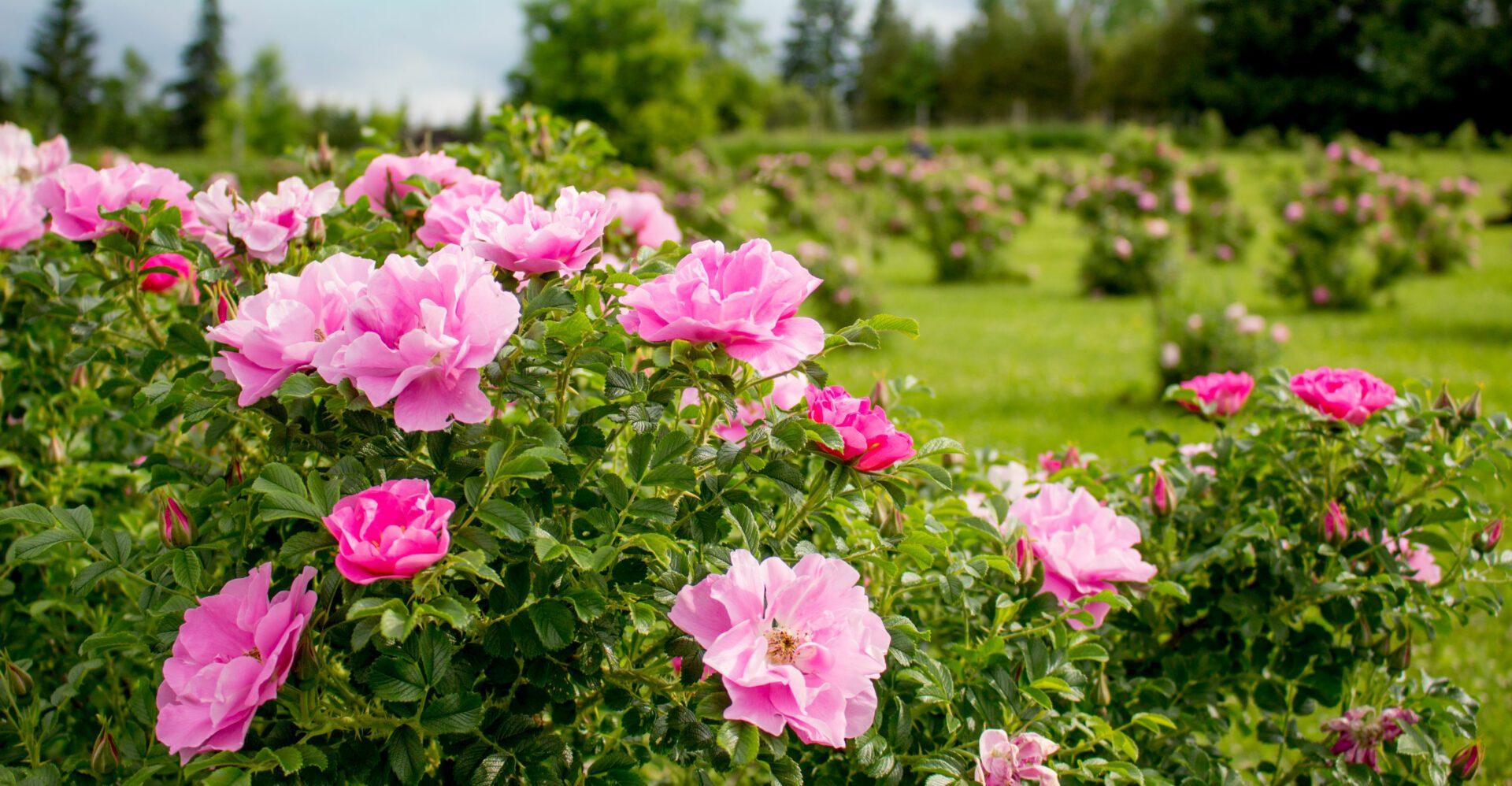 NEW-BlogImage_HiddenGems-RoseGarden