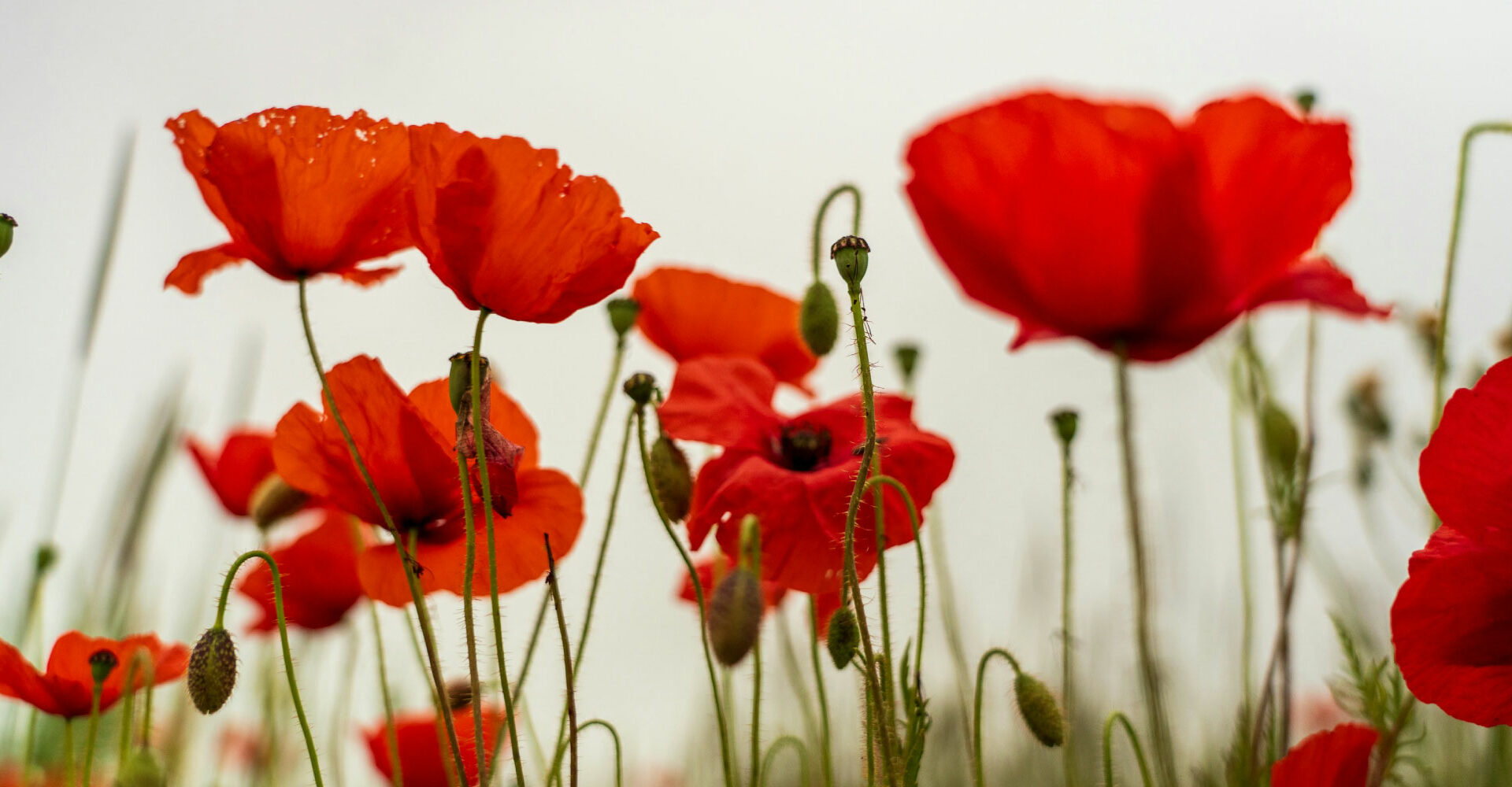 Share Your Words of Remembrance