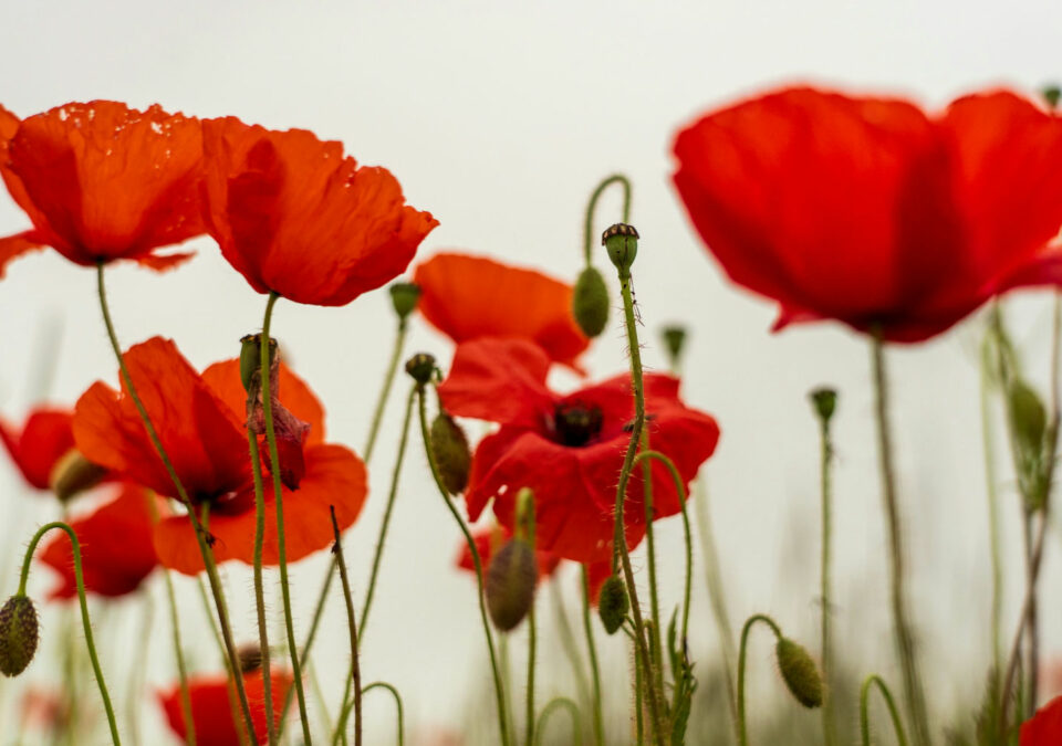 Share Your Words of Remembrance