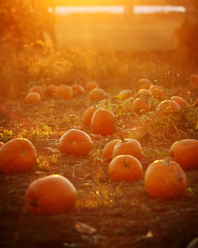 Thanksgiving weekend is almost here, and Northumberland is calling. Imagine wandering through pumpkin patches, gathering crisp apples at local orchards, or taking a peaceful fall walk through the forests. Collect your bounty and enjoy a picnic on the beach before retreating to Petit Pont Guest House or your own Barton Cottage, where cozy rooms and quiet corners await.A weekend of fresh air, simple pleasures, and homey comfort.