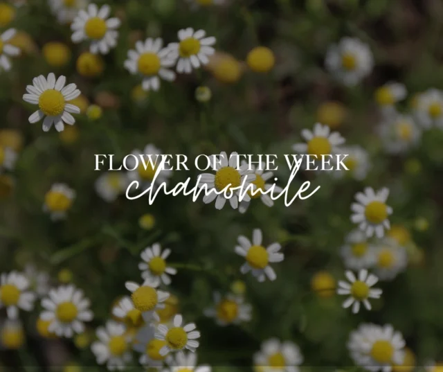 Soft, soothing and delicately floral  this weeks Flower of the Week is chamomile. Long admired for its calming effects on both skin and spirit, chamomile is a gentle powerhouse in many of our Skin Nourishment and Apothecary formulations.In this weeks carousel, explore how we harness chamomiles natural anti-inflammatory and comforting properties to nurture sensitive skin and quiet the mind.You'll find it blooming peacefully in our gardens  a quiet reminder to slow down and soften into the moment.