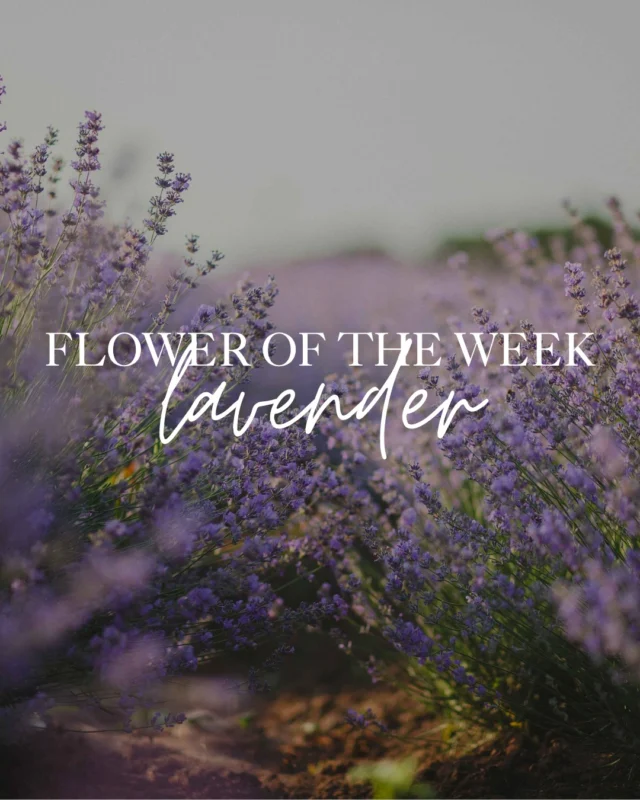 Flower of the Week is back, starting with one of our most-loved blooms: lavender. Known for its calming scent and gentle beauty, lavender is a signature part of the Ste. Annes experience. In this weeks carousel, explore its soothing benefits and how we use it in our spa and apothecary products.Youll find lavender blooming in our gardens, throughout the Lavender Labyrinth and in our new lavender field just south of the in-ground pool.#SteAnnesSpa #FlowerOfTheWeek #LavenderLove #FromOurGardens