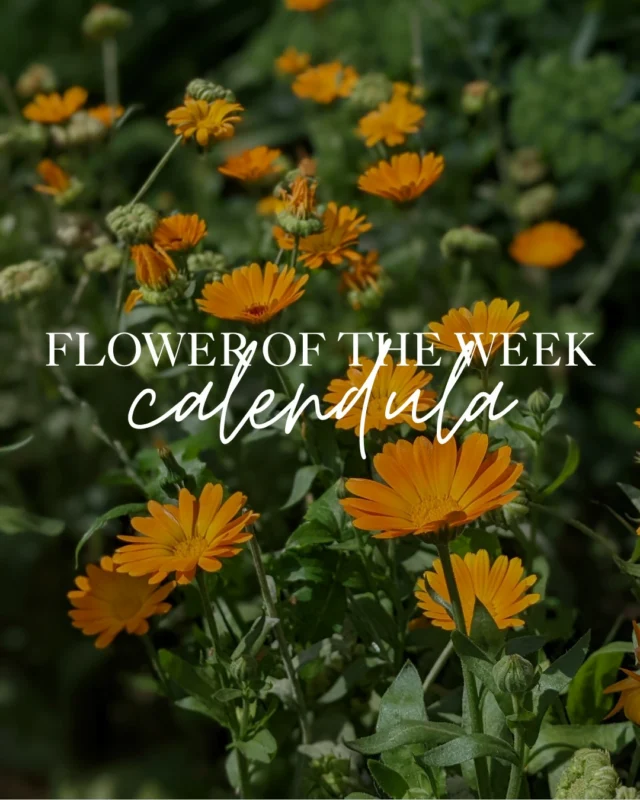 Bright, golden, and full of quiet strength  this weeks Flower of the Week is calendula.Known for its sunny disposition and soothing properties, calendula is a garden staple here at Ste. Annes. In this weeks carousel, discover how we use it to support the skin gently and naturally through our Skin Nourishment and Apothecary lines.Youll spot calendula blooming in our perennial gardens throughout the summer season.Shop our Apothecary Clementine Bundle online! Link in bio.#SteAnnesSpa #FlowerOfTheWeek #CalendulaCare #FromOurGardens