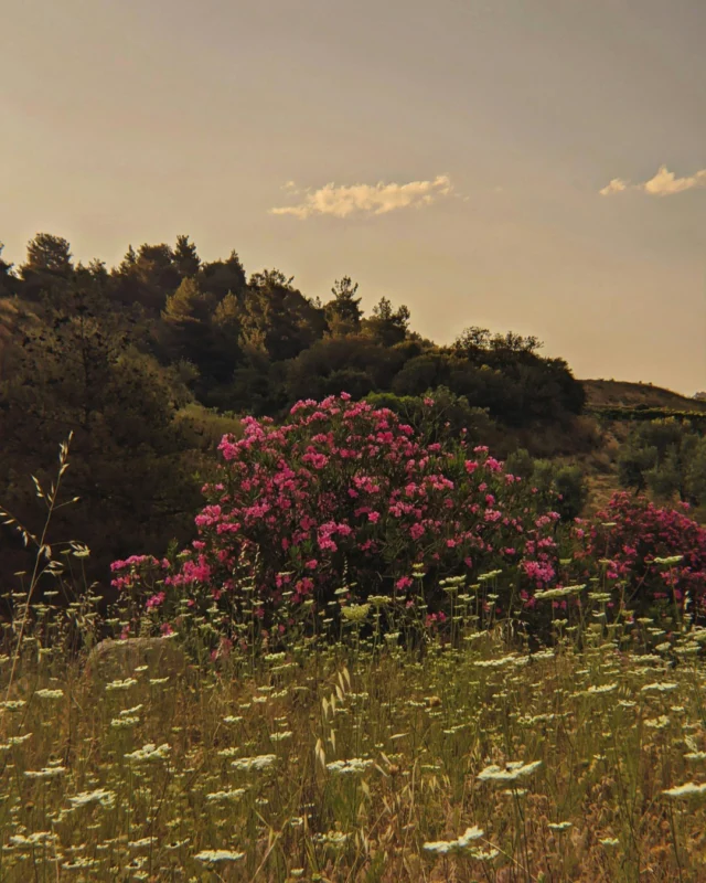 The golden hour hits different in late August  The fields are full, the breeze is softer and everything feels like a moment worth slowing down for.Whether you're winding down summer or squeezing in one last little adventure, Barton Cottage and our Petit Pont Guest House rooms are ready to welcome you. Explore nearby trails, sip coffee on the porch and take in the quiet pace of Grafton.#EndOfSummer #GraftonVillageInn #SimpleGetaways #OntarioInns #SlowTravel