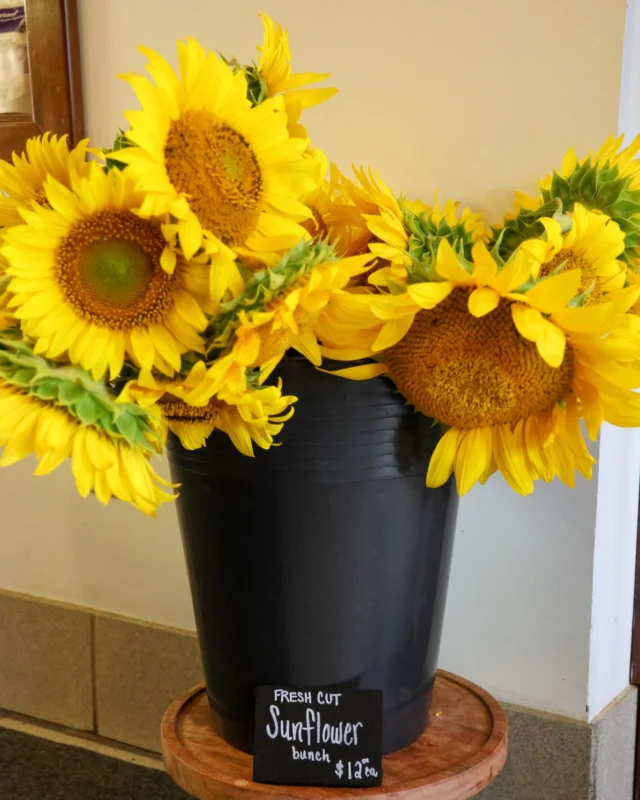 Brighten your day (or someone elses!) with our fresh sunflower bunches, straight from the sunflower field at Ste. Annes Spa. Grab yours in-store and bring a little sunshine home!#SteAnnesBakery #FreshFlowers #SunflowerSeason #LocalFlowers