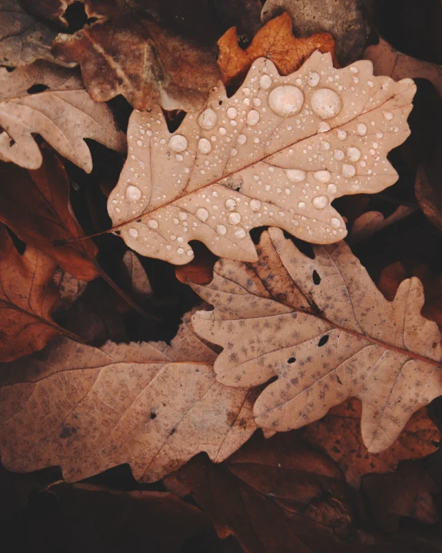 Gratitude is the heart of wellness.  What are you thankful for this season?#thanksgiving #grateful #gratitudemoment