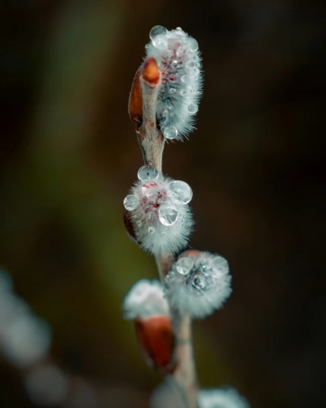 Its been a long winter in Northumberland County.Snowy mornings. Quiet streets.But spring is on the horizon and Grafton is beginning to soften.Longer light. Slower mornings. Weekend escapes that dont require a long drive.If youve been craving a reset, this is your reminder that countryside stays hit differently this time of year.Book your early spring escape.
