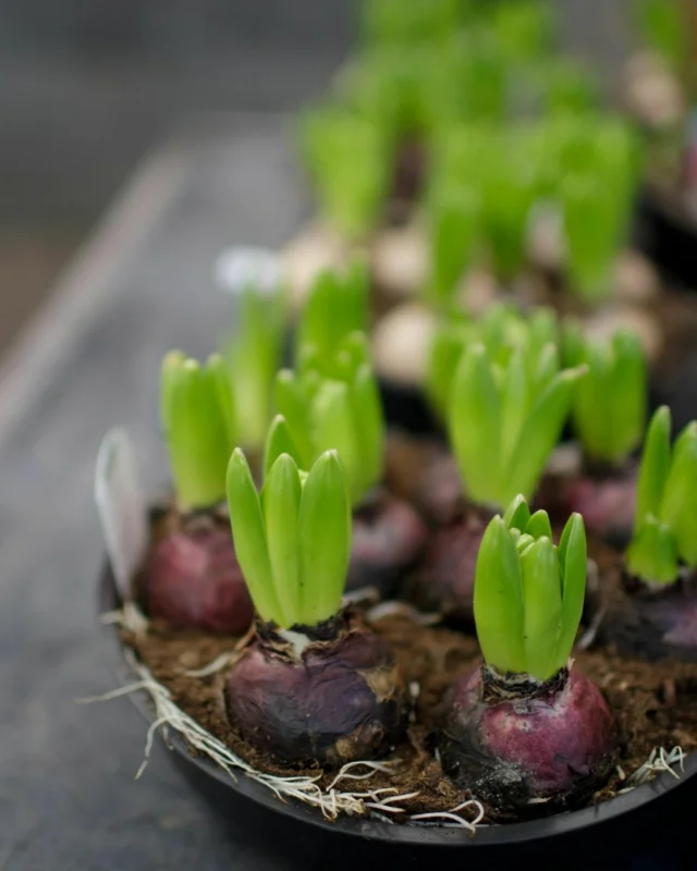 Joining us this May?Take a little piece of spring home with you. Our Spring Bulb Planter Workshop runs throughout the month! An hour to slow down, create something living and watch it bloom in the weeks ahead.Available Mondays, Wednesdays and Fridays. $45 per person. Limited spots available.