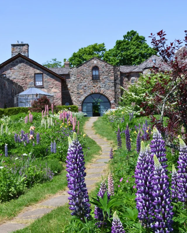 For a few short weeks each year, the lupins arrive and suddenly everything feels a little more magical.Lining pathways and stretching through the gardens, theyre one of the seasons most beautiful reminders to slow down and notice whats fleeting.They do not stay longwhich makes them feel even more special.
