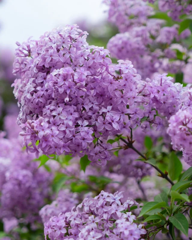 The lilacs have officially arrived Tell us! Whats a scent that instantly reminds you of spring?For us, its this. Every time.