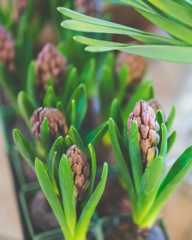 Spring has a way of reminding us that growth doesnt happen all at once.It begins quietly beneath the surface, long before anything is seen.Our Guest-Only Spring Bulb Planter experience is a small seasonal moment for those staying with us in the spring.Youll plant three bulbs, such as tulips, crocus, or hyacinth, in an upcycled container, creating something that will continue to grow long after your stay.May 1st - 29thMondays, Wednesdays & Fridays | 1:30  2:30 PM$45 + HST