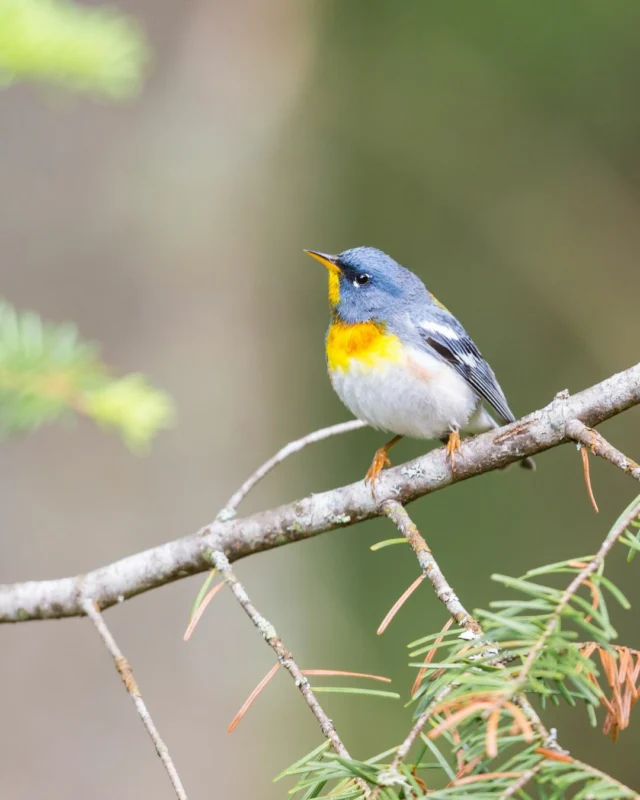 Birdwatching season has arrived With nearby Presqu'ile Provincial Park hosting seasonal birding events and migration activity throughout spring, Grafton Village Inn makes the perfect home base to explore Northumberland County.Spend the day outdoors surrounded by shoreline, marshes and countryside, then return to a slower evening at the Inn.Perfect for nature lovers, weekend wanderers and anyone looking to reconnect with the outdoors this season.#BirdWatchingOntario #NorthumberlandCounty