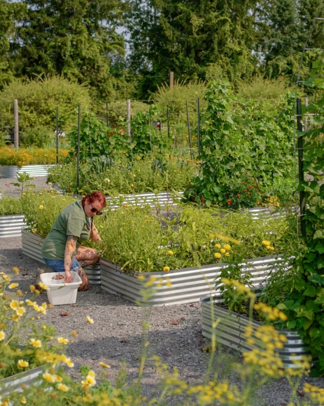 Something new is growing here.Our vegetable gardens are now in, supporting our culinary program from soil to plate.Fresh herbs, seasonal vegetables and ingredients that travel only a few steps before becoming part of your experience at the spa.This is where nourishment begins.