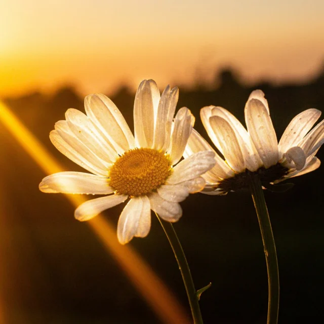 The light changes everything.As we move into the summer season, were reminded that rest doesnt have a season, but summer makes it easier to find.Longer days. Softer evenings. More time outside.This is your invitation to slow down with the sun.